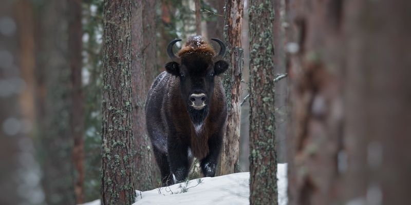 3 days in Bialowieza